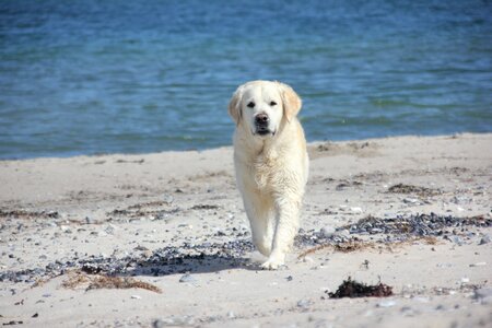 Beach retriever animal portrait photo