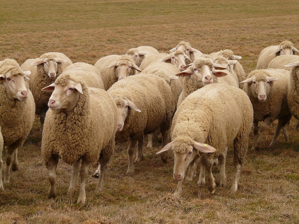 Herd animal pasture animals