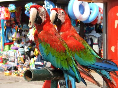 Birds feathered race animals