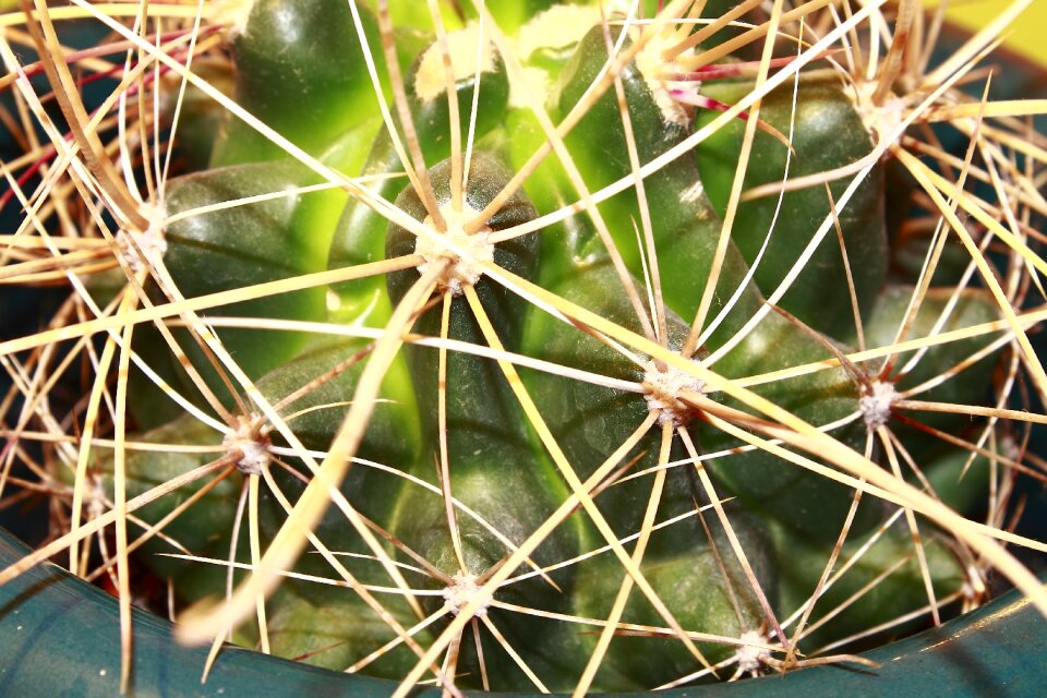 Thorns nature close up