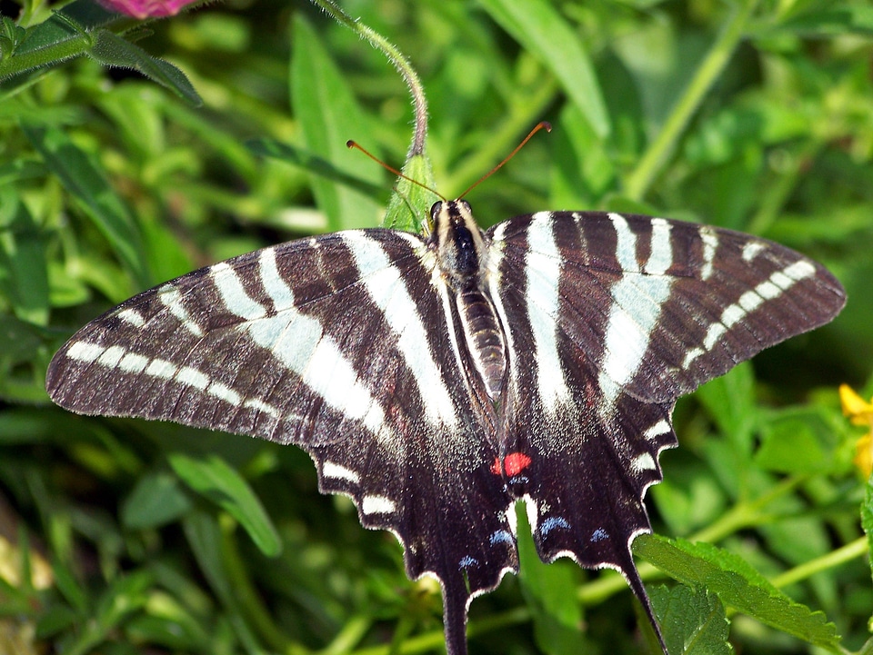 Flying insect sail swallowtail