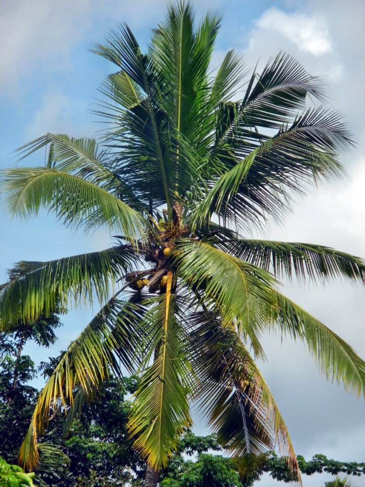 Tropical summer nature