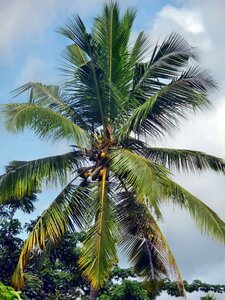 Tropical summer nature photo