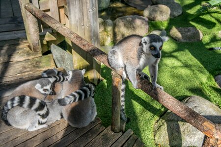 Nature fur wildlife