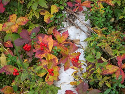 Fall branch foliage