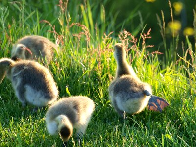 Nature goose gosling photo