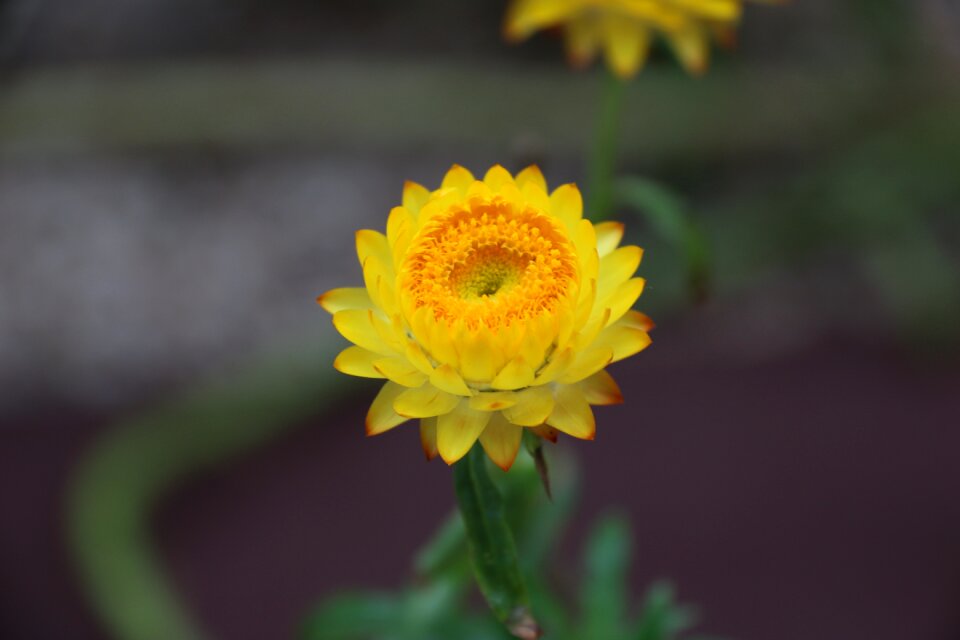 Spring floral plant photo