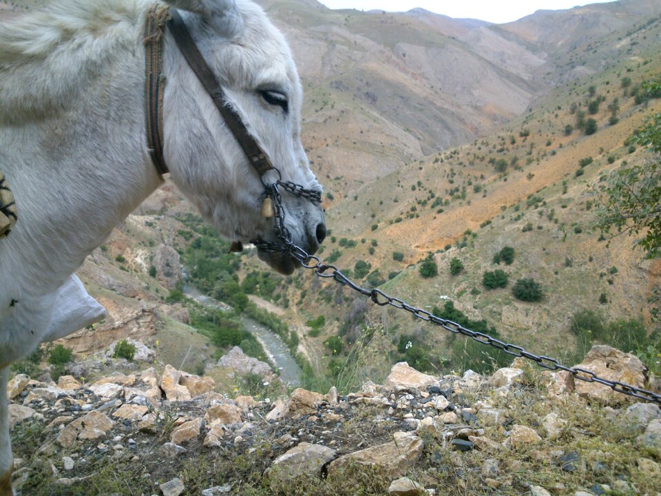 Donkey fatigue animal