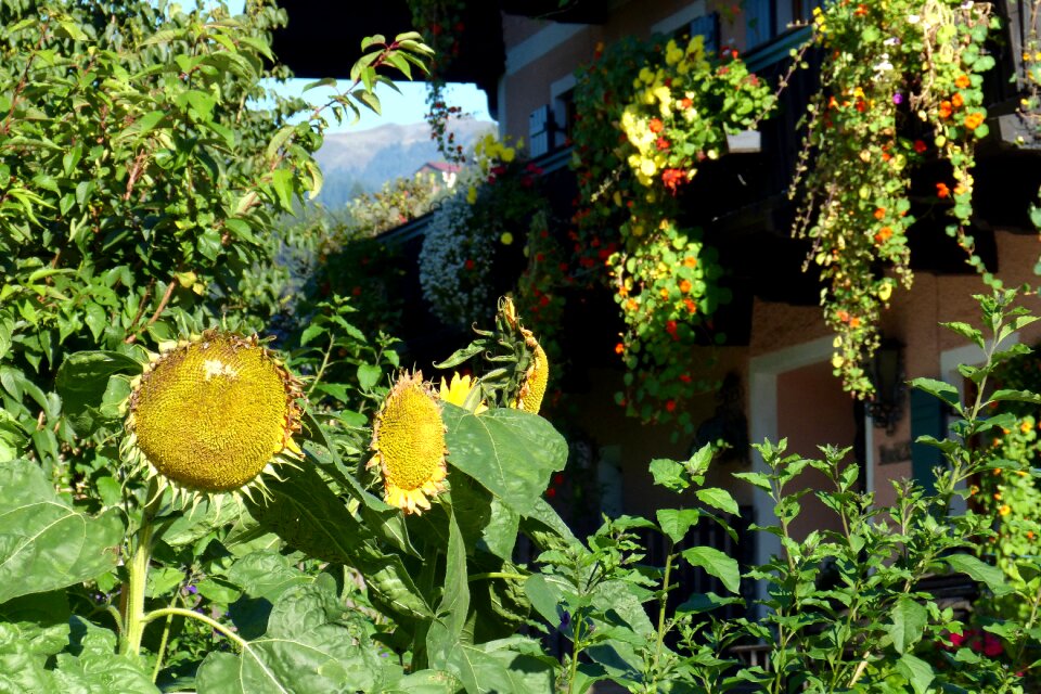 Flourished from huge flowers idyll