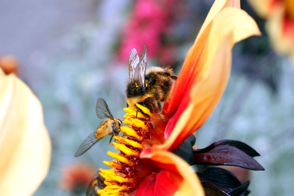 Hoverfly flower stamen