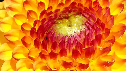 Autumn flower dahlia garden blossom