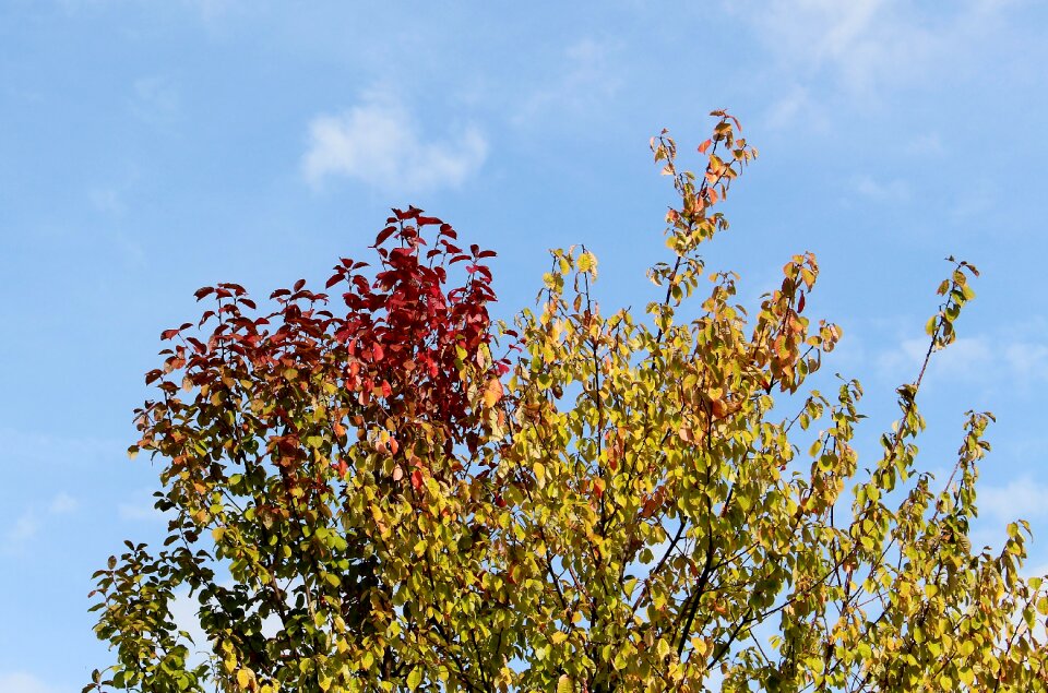 Crown leaves color