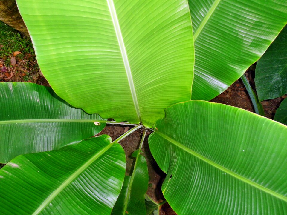 Green nature tropical
