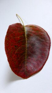 Leaves red colorful