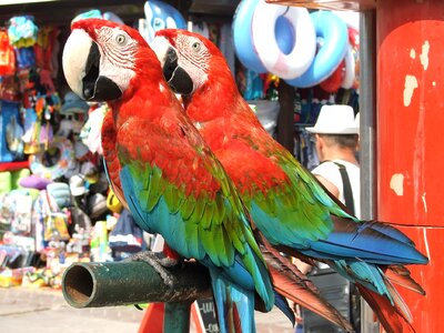 Birds animals feathered race photo