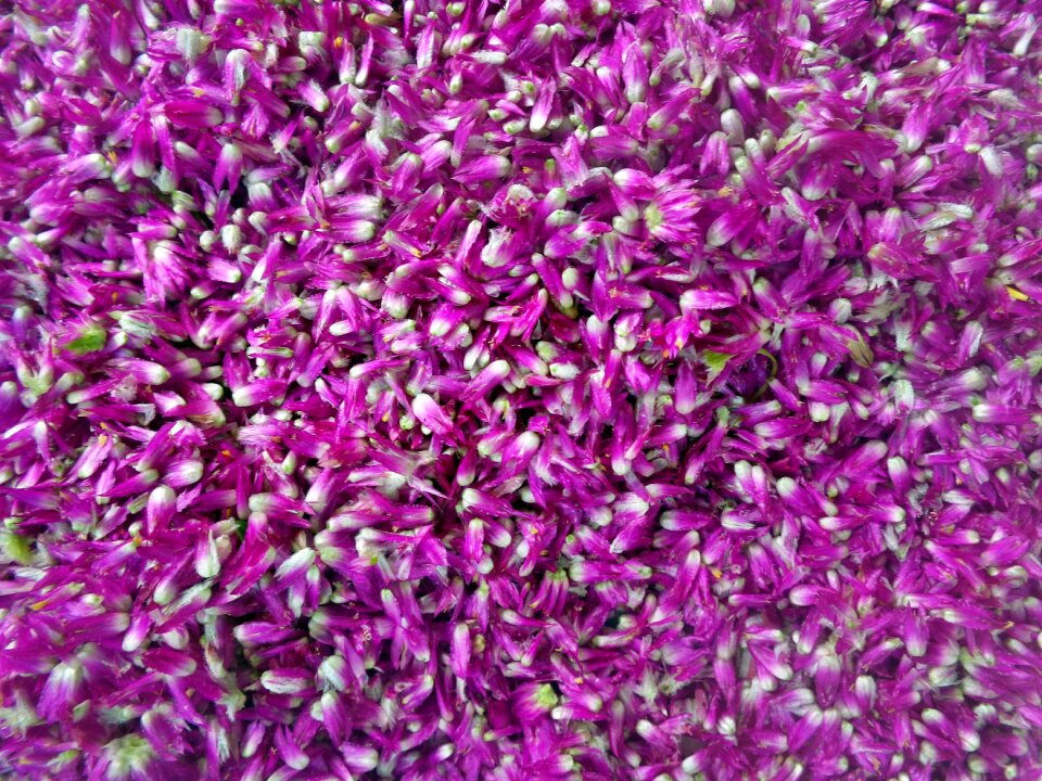 Decoration nature beautiful