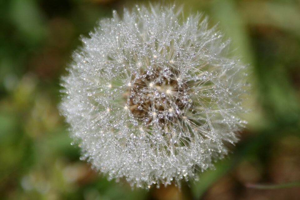 Dandelion flower grass