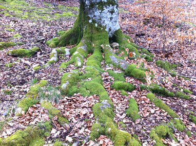 Roots green forest
