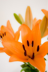 Greeting white orange
