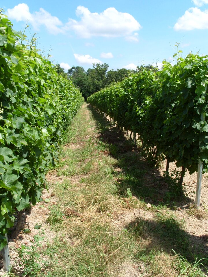 Winery agriculture fruit