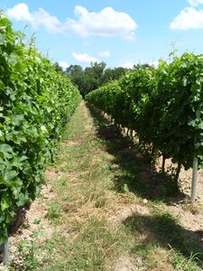 Winery agriculture fruit