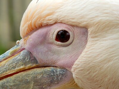 Water bird animal pink pelican photo