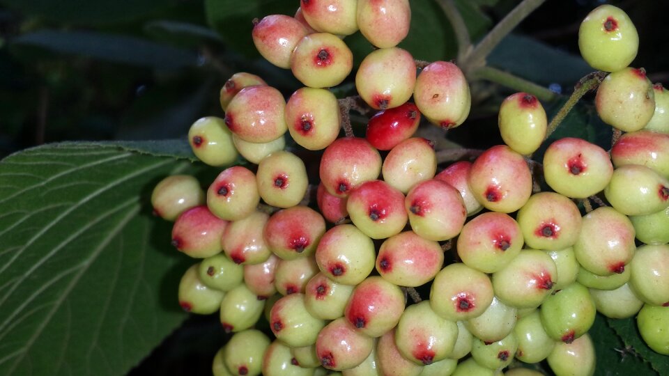 Fruits immature nature
