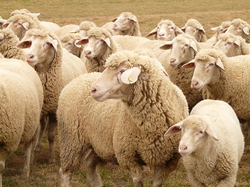 Herd animal pasture animals