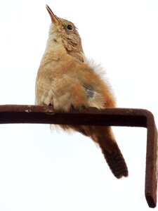 Nature bird roof