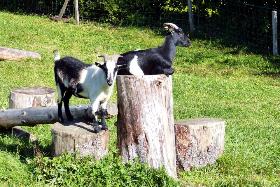 Dear black and white cute