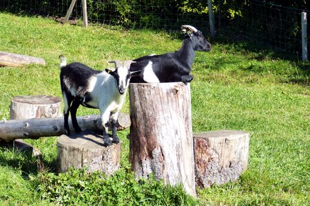 Dear black and white cute