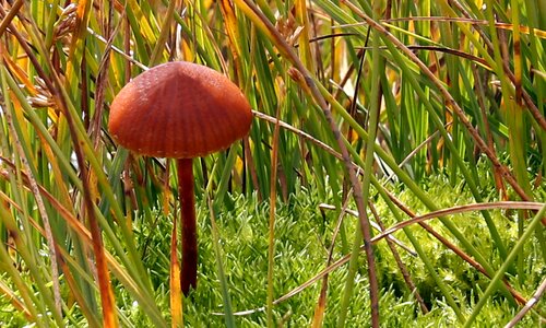 Collect poisoning grass photo