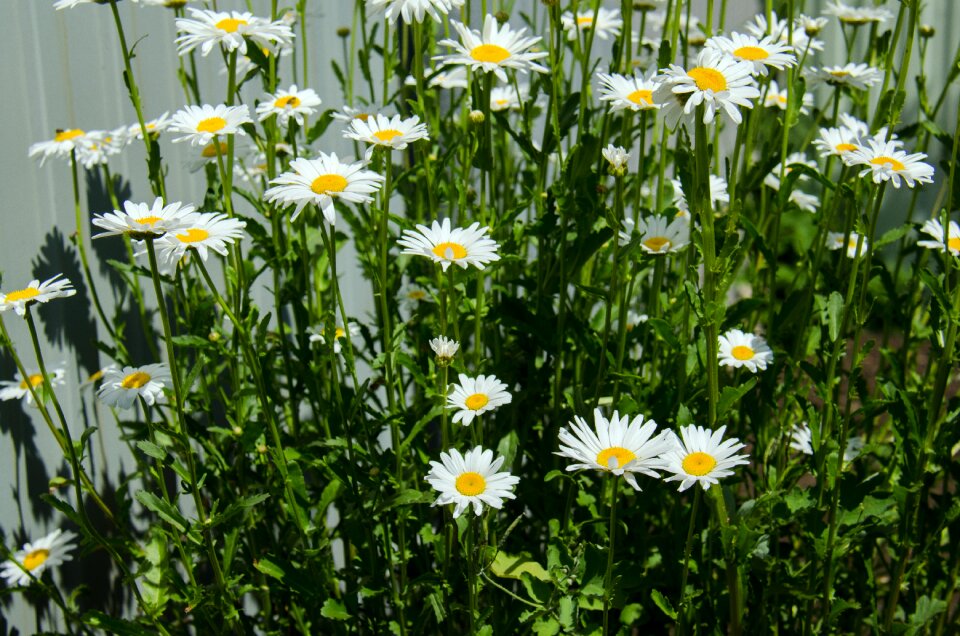 White closeup bloom