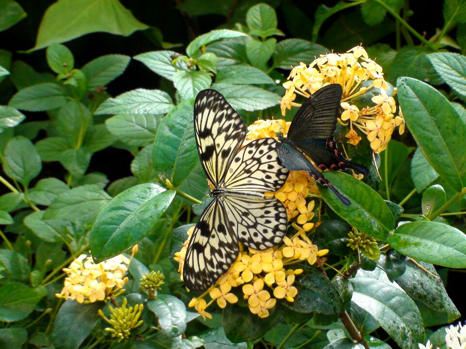 Floral garden yellow