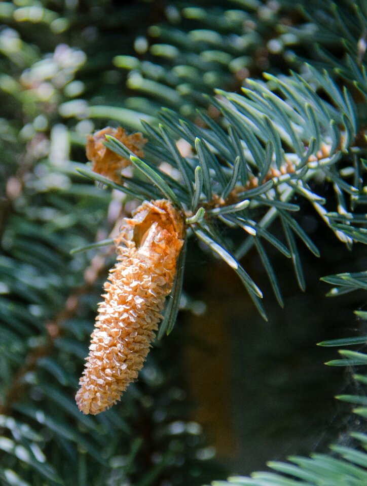 Pine cone needles branch
