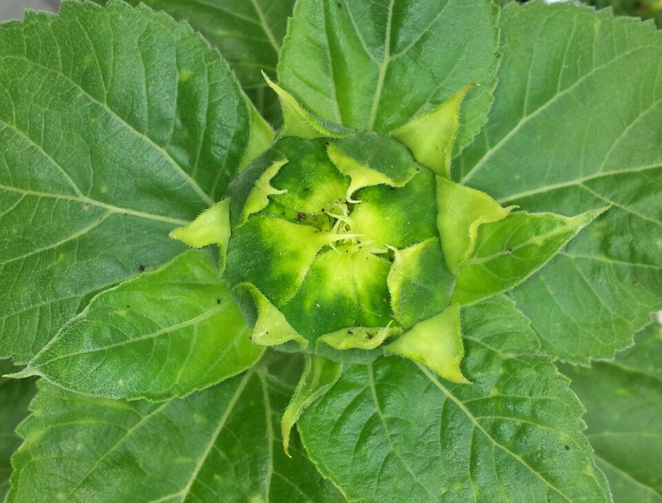Green plant nature