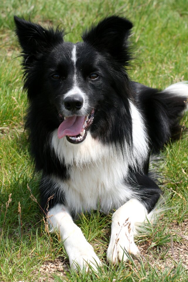 Border collie black and white herding dog