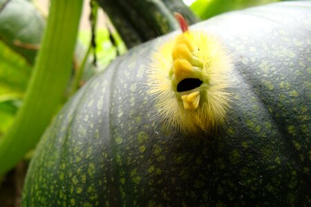 Fruit garden
