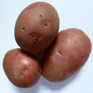 Agriculture vegetables eat