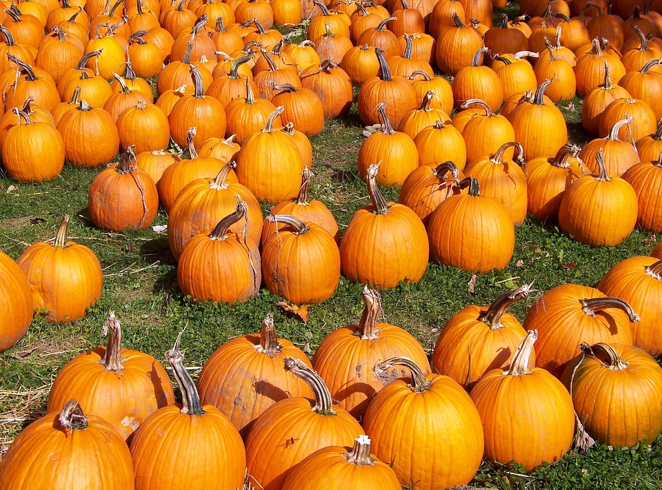 Halloween holiday seasonal