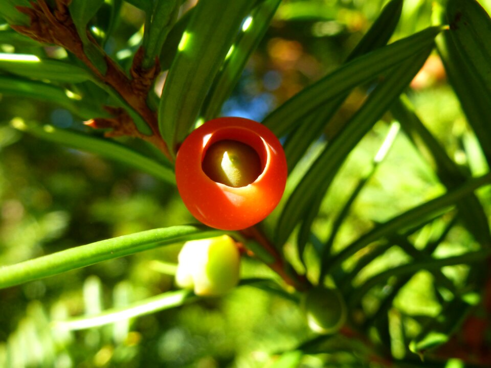 Red branch needles photo