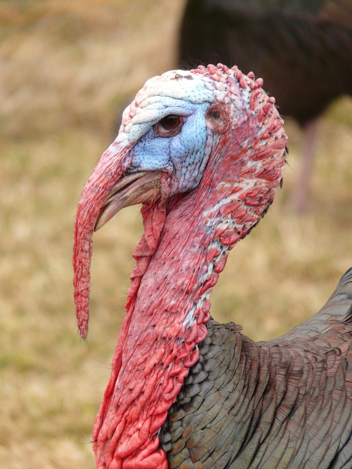 Bill wild turkey meleagris gallopavo