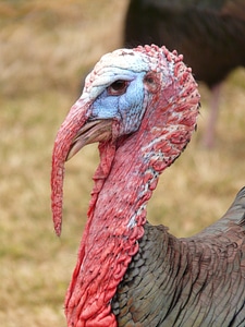 Bill wild turkey meleagris gallopavo