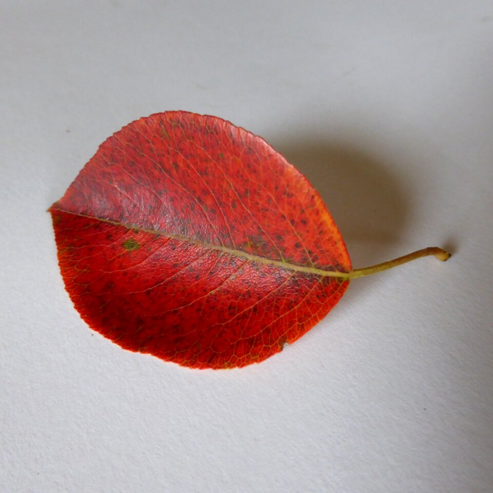 Leaves red colorful