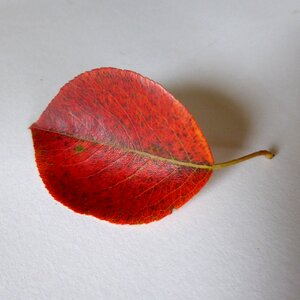 Leaves red colorful
