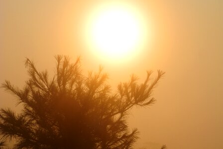 Wood solar morning