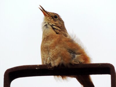 Nature bird roof