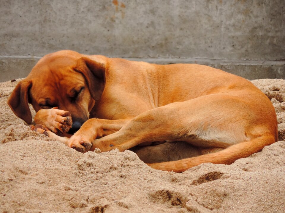Brown sleeping sand