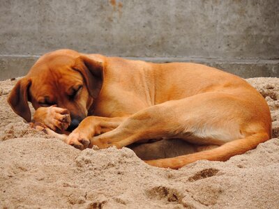 Brown sleeping sand