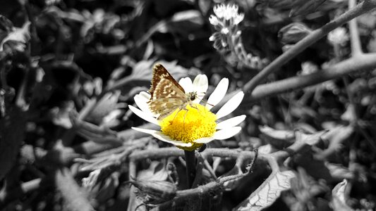 Butterfly daisy nature photo